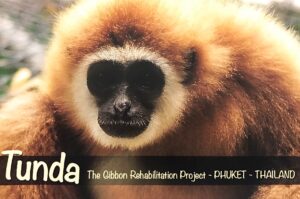 Qlick adopteerde Tunda, het gibbon-aapje