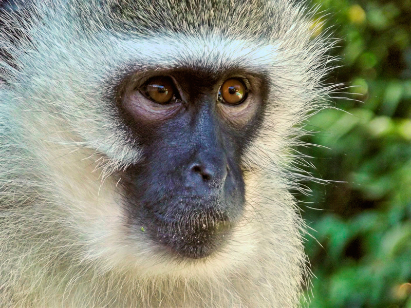 Qlick steunt Tunda, een Thais gibbon-aapje